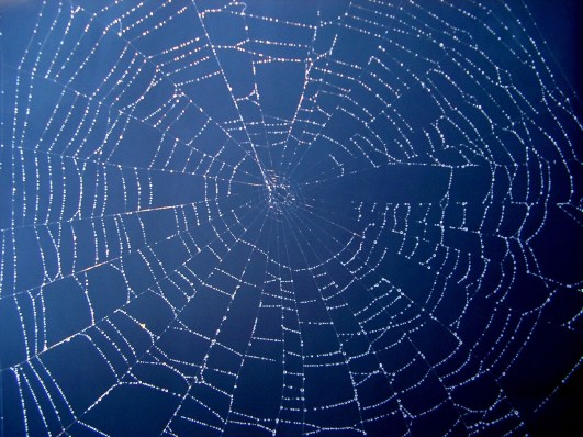 web.jpg